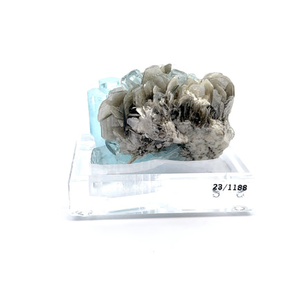 Aquamarine & Muscovite Museum Specimen- 23/1188