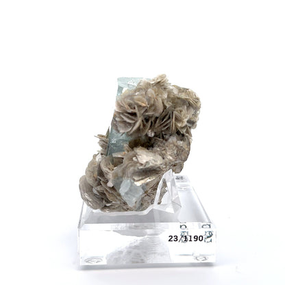 Aquamarine & Muscovite Museum Specimen- 23/1190