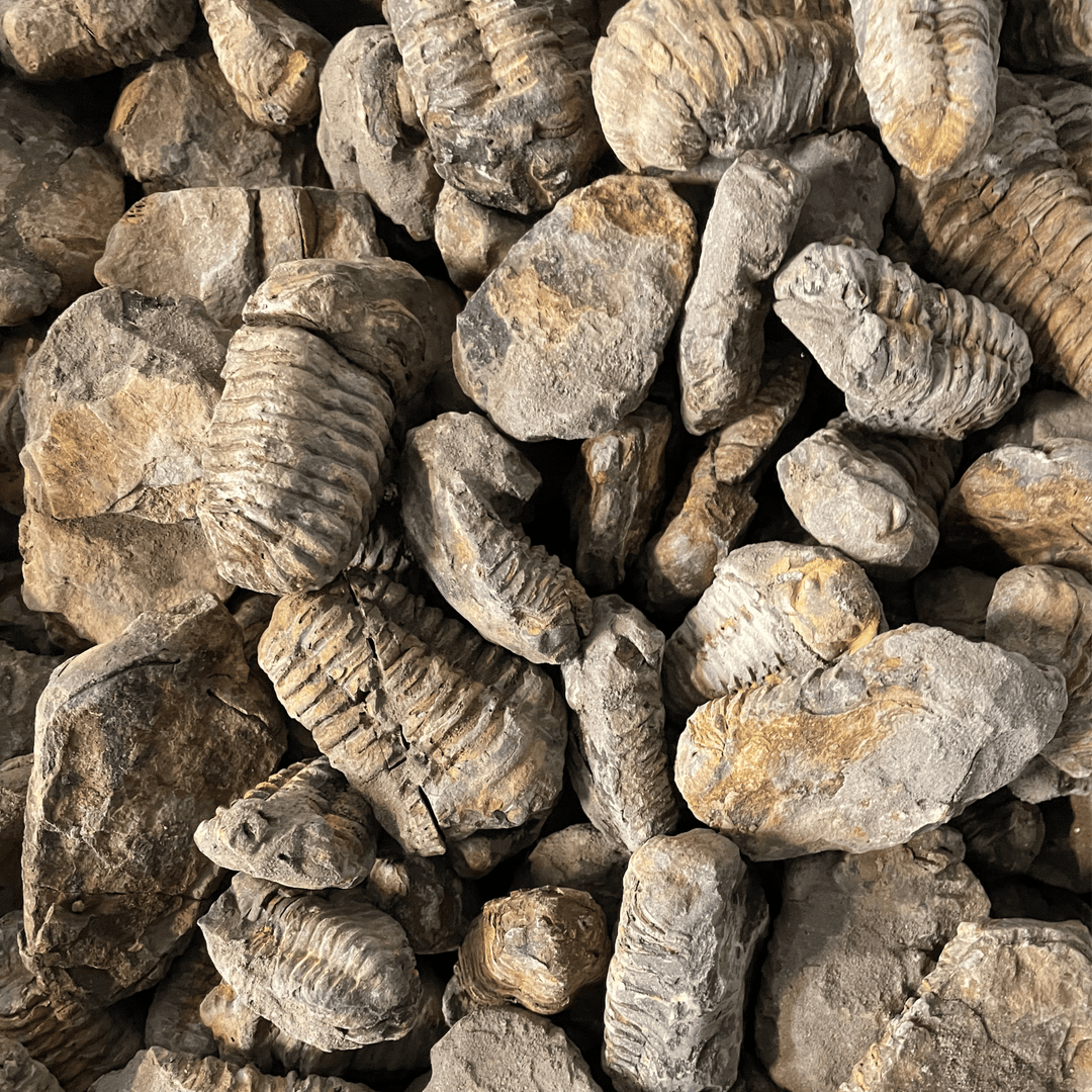 Fossilized Trilobites