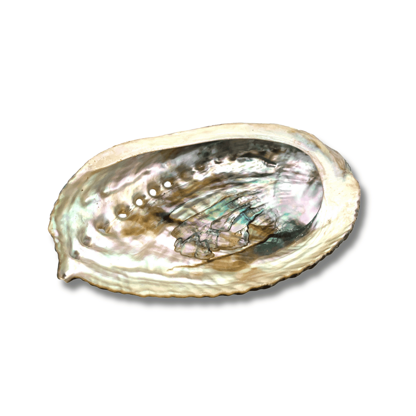 Natural Abalone Shell