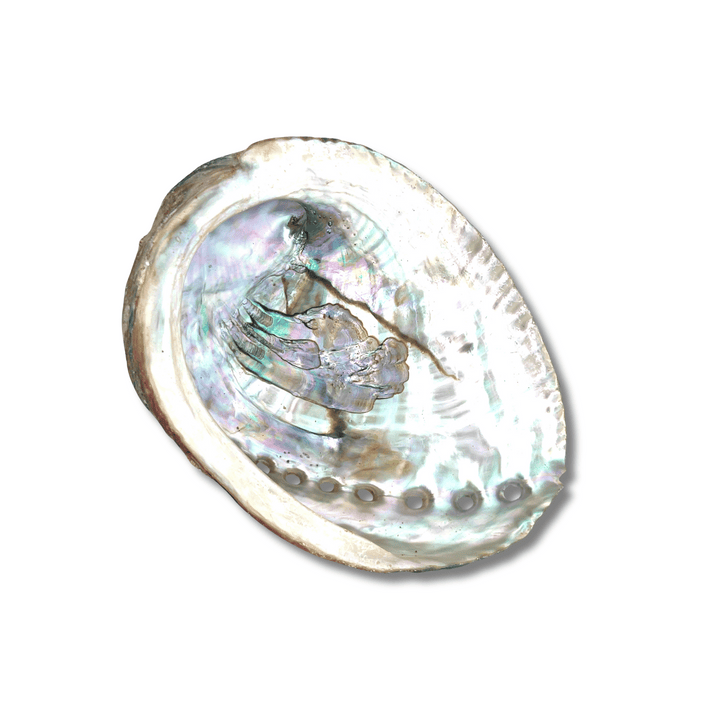 Natural Abalone Shell